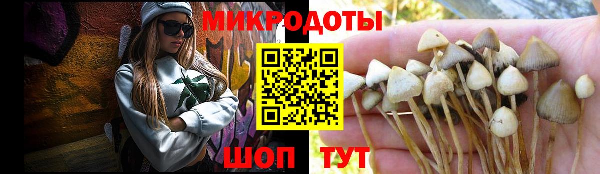 Галлюциногенные грибы Psilocybine cubensis Карпинск